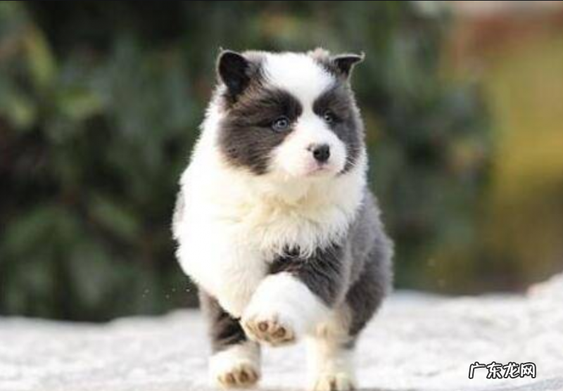 小狗腿瘸的5种原因是什么