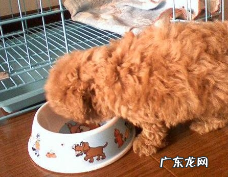 小泰迪人体传来这类信号,意味着着人体裂头蚴“很多”,除虫刻不容缓