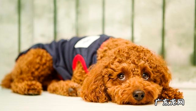 小泰迪人体传来这类信号,意味着着人体裂头蚴“很多”,除虫刻不容缓