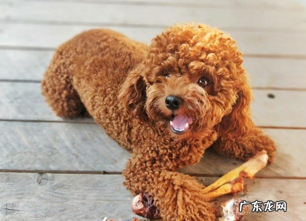 小泰迪人体传来这类信号,意味着着人体裂头蚴“很多”,除虫刻不容缓