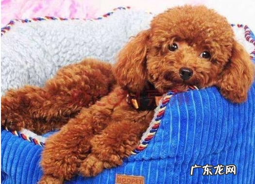 小泰迪人体传来这类信号，意味着着人体裂头蚴“很多”，除虫刻不容缓