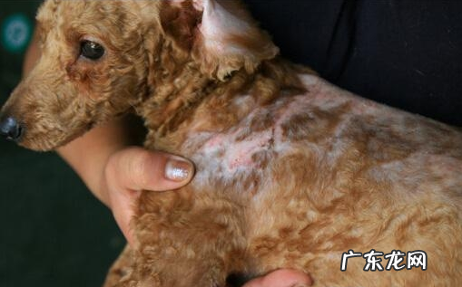 小泰迪人体传来这类信号,意味着着人体裂头蚴“很多”,除虫刻不容缓