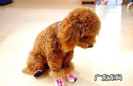 小泰迪人体传来这类信号,意味着着人体裂头蚴“很多”,除虫刻不容缓