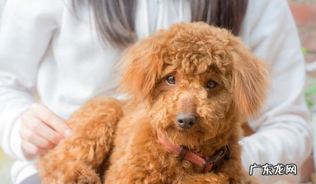 小泰迪人体传来这类信号,意味着着人体裂头蚴“很多”,除虫刻不容缓