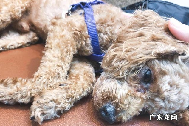 小泰迪人体传来这类信号,意味着着人体裂头蚴“很多”,除虫刻不容缓