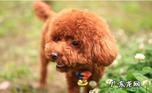 小泰迪人体传来这类信号,意味着着人体裂头蚴“很多”,除虫刻不容缓