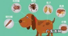 小泰迪人体传来这类信号，意味着着人体裂头蚴“很多”，除虫刻不容缓