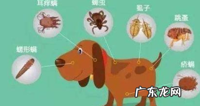 小泰迪人体传来这类信号,意味着着人体裂头蚴“很多”,除虫刻不容缓