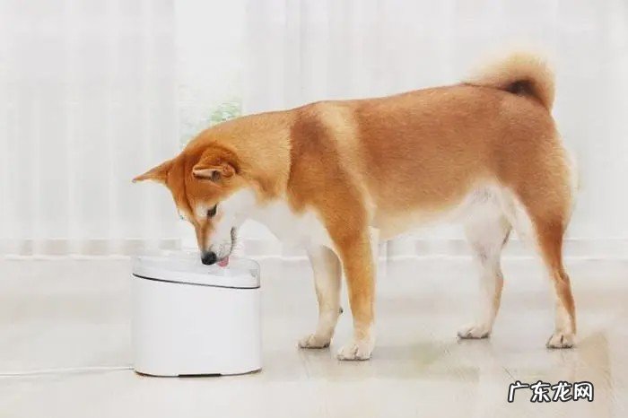 小狗排尿不畅按摩方法