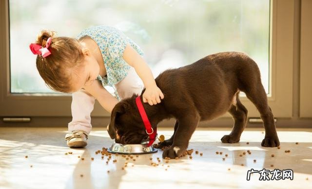 保养好小狗胃肠,提高猫奴和喵星人生活质量