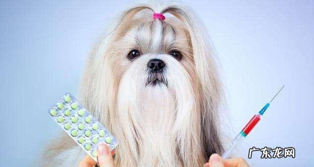 保养好小狗胃肠,提高猫奴和喵星人生活质量