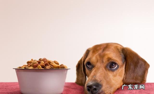 保养好小狗胃肠,提高猫奴和喵星人生活质量