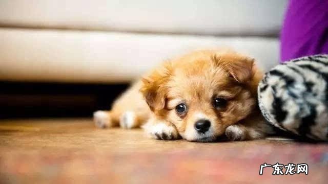 保养好小狗胃肠,提高猫奴和喵星人生活质量