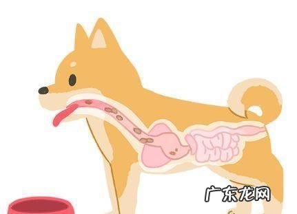 保养好小狗胃肠,提高猫奴和喵星人生活质量