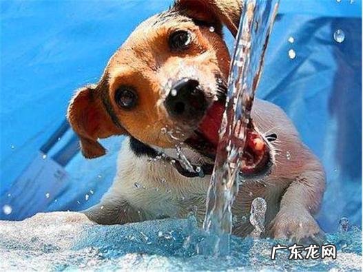 男性尿道口尿结石的小狗会出现怎样的症状?