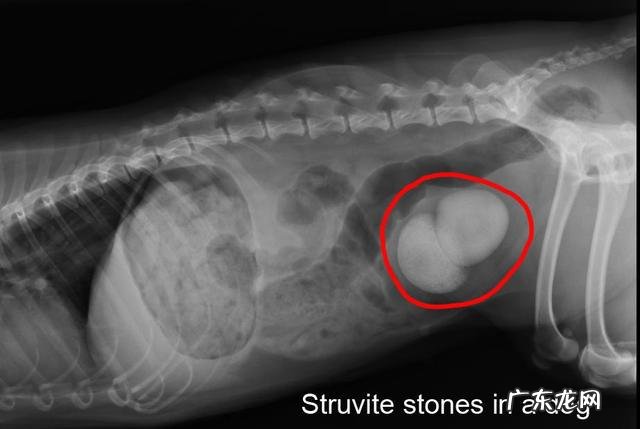 男性尿道口尿结石的小狗会出现怎样的症状?