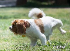 男性尿道口尿结石的小狗会出现怎样的症状？