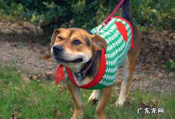 小狗“打喷涕”不只是发烧感冒,还意味着了这类寓意,你清晰吗?