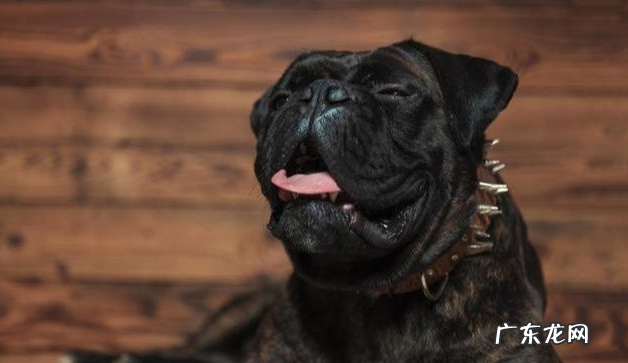 小狗“打喷涕”不只是发烧感冒,还意味着了这类寓意,你清晰吗?