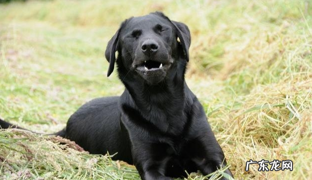 小狗“打喷涕”不只是发烧感冒,还意味着了这类寓意,你清晰吗?