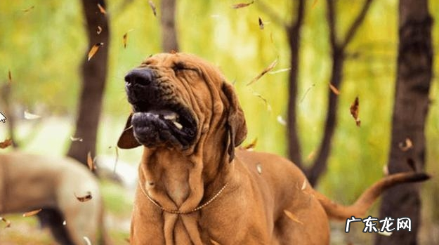 小狗“打喷涕”不只是发烧感冒,还意味着了这类寓意,你清晰吗?