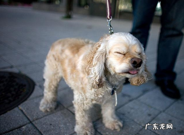 小狗“打喷涕”不只是发烧感冒,还意味着了这类寓意,你清晰吗?