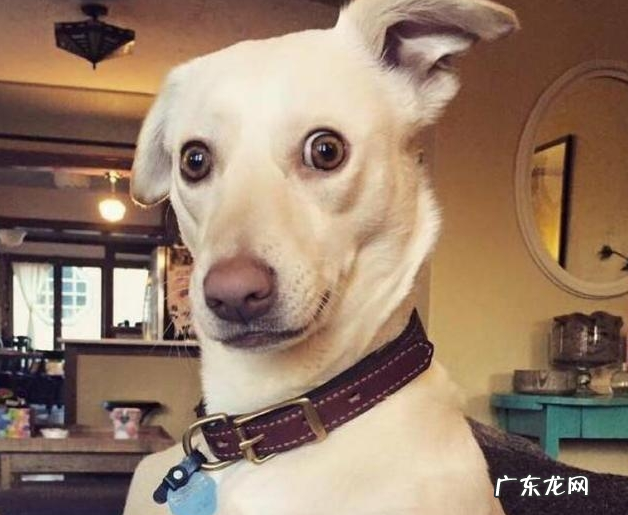 小狗“打喷涕”不只是发烧感冒,还意味着了这类寓意,你清晰吗?