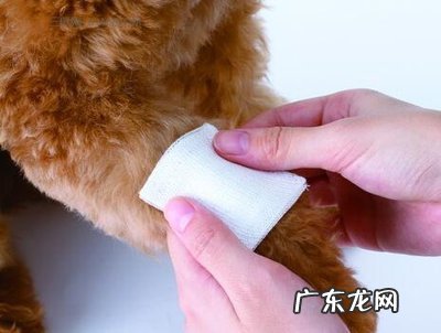 小泰迪一会瘸一会一切正常