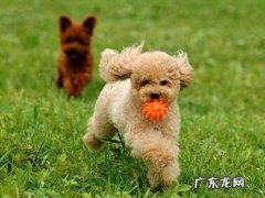 小泰迪一会瘸一会一切正常