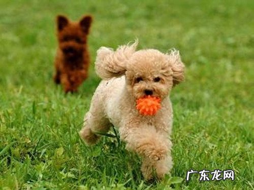 小泰迪一会瘸一会一切正常