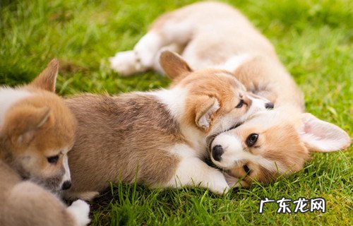 小柯基得病降烧后没有胃口