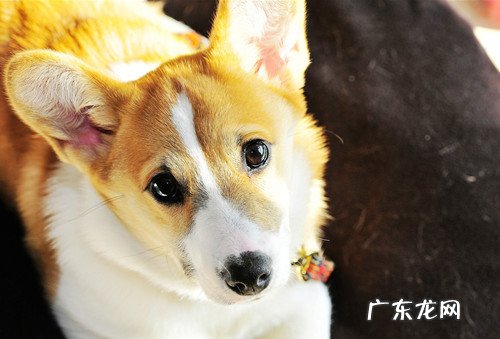 小柯基得病降烧后没有胃口