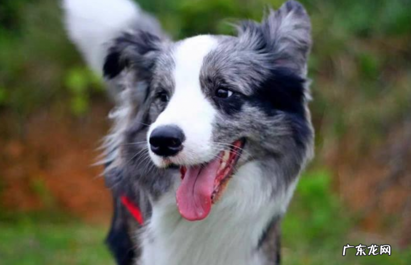 小狗牙龈肿痛可以喝纯牛奶吗