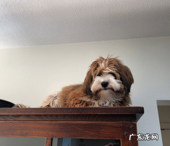 小狗什么时候务必补钙补锌补铁?