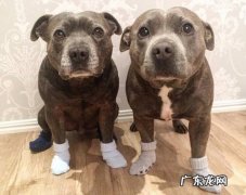 大肠杆菌病是人畜共患病，幼狗和奶猫多发性，饲养不当是难点关键