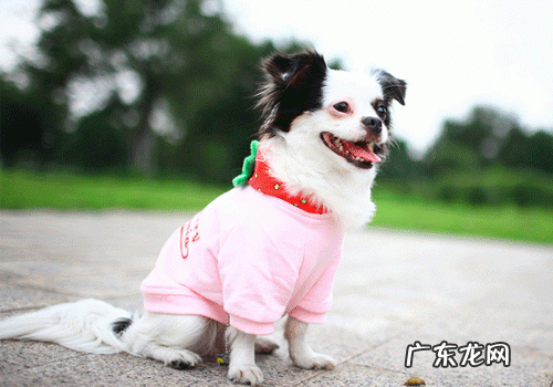 大肠杆菌病是人畜共患病,幼狗和奶猫多发性,饲养不当是难点关键