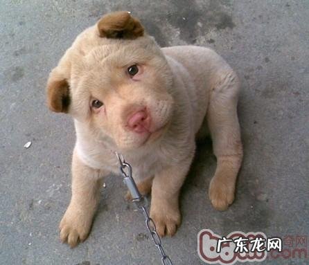 训练小狗的好多个方法