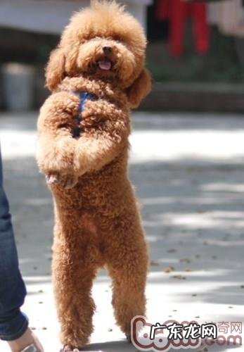 怎样训练小狗使其聪明聪明