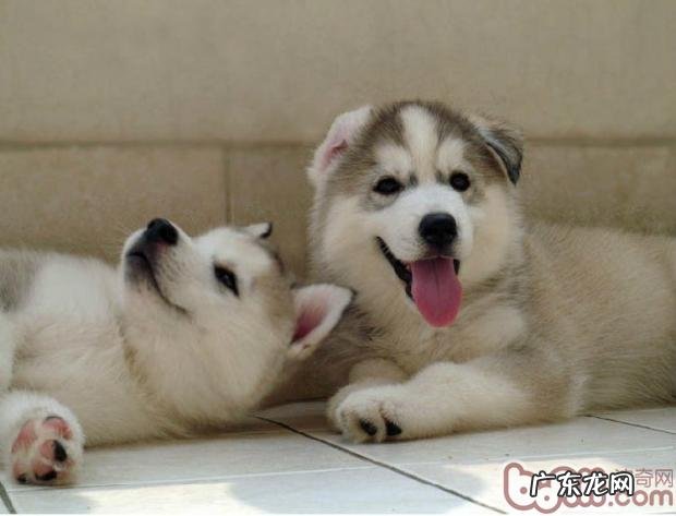 怎样能让金毛学好独自在家