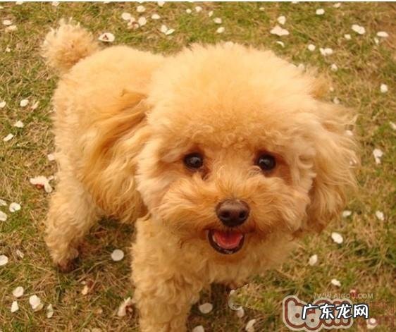 小狗应当学好的良好的习惯