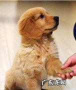 训炼幼狗的最佳时间