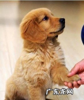 训炼幼狗的最佳时间