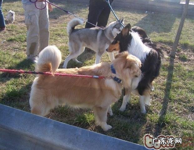 狗和狗相逢主人家必须注意什么