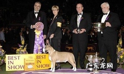 赛级犬的判断规范