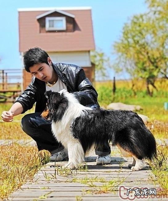 赛级犬的判断规范