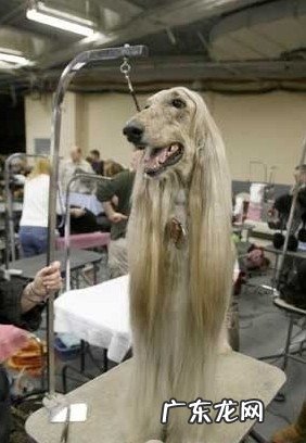 赛级犬的判断规范