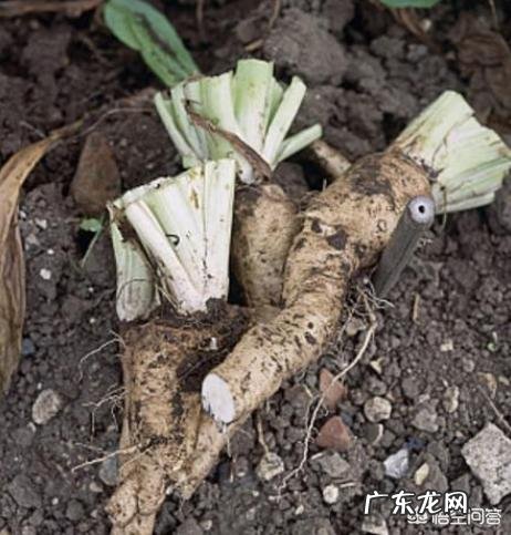 糖尿病夜间尿量多是什么原因?