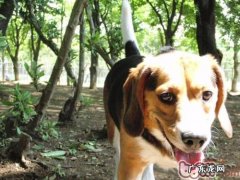 训炼宠物犬要因狗因势