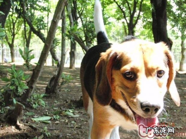 训炼宠物犬要因狗因势