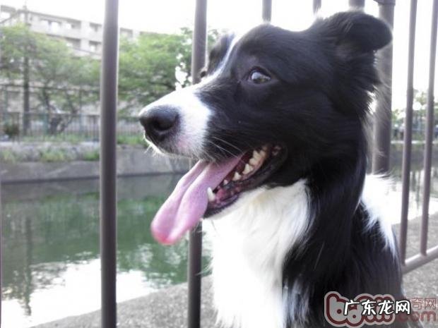 让宠物犬老老实实进笼的六方法